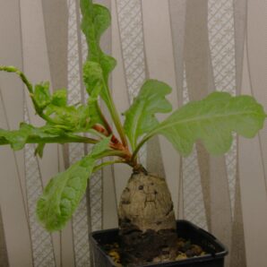 oxygonum-stuhlmannii-polygonaceae.-morogoro-tanzania-1