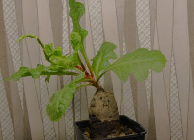 oxygonum-stuhlmannii-polygonaceae.-morogoro-tanzania-1