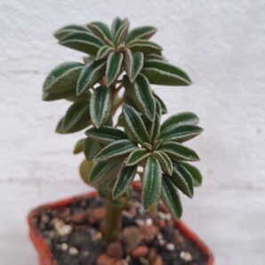 Peperomia asperula | 77