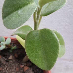 Peperomia incana