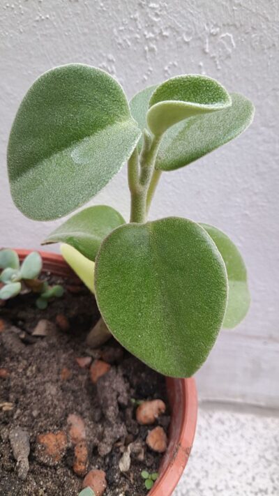 Peperomia incana