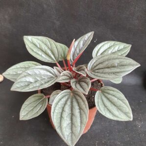 Peperomia santorini