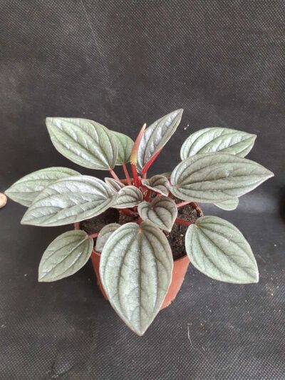 Peperomia santorini