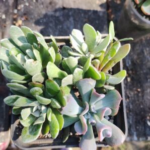 Senecio Scaposus Addoensis