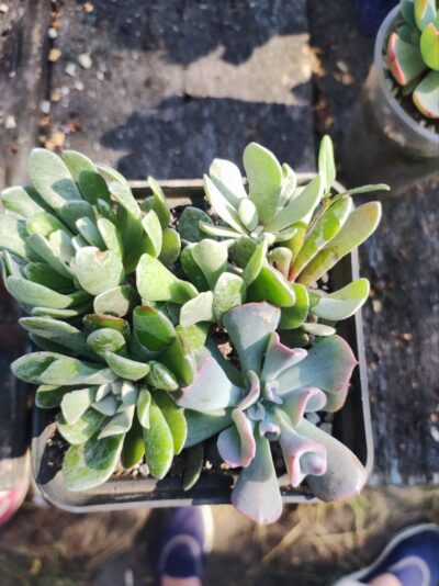Senecio Scaposus Addoensis