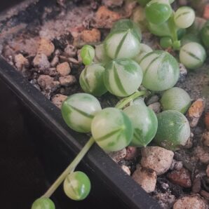 Senecio rowleyanus var.