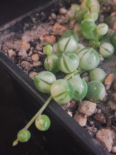 Senecio rowleyanus var.