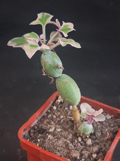 Senecio articulata variegata