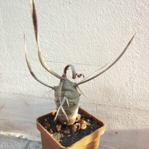 Tephrocactus papyracanthus | 86