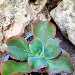 Echeveria Dick's Pink