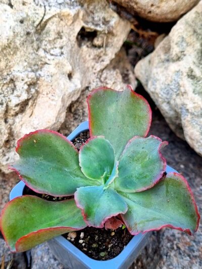 Echeveria Dick's Pink