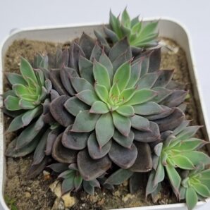 Graptoveria Rusby | 107