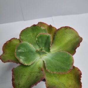 Echeveria Gibbiflora Holland