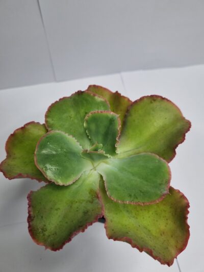 Echeveria Gibbiflora Holland