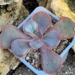 Echeveria Sunset Donesk