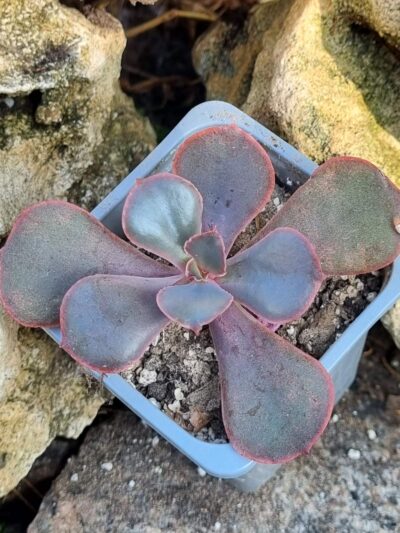 Echeveria Sunset Donesk
