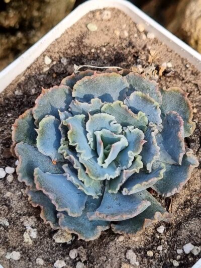 Echeveria Schaviana - Зображення 3
