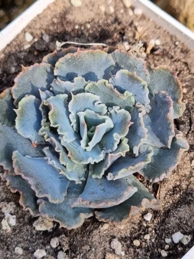 Echeveria Schaviana
