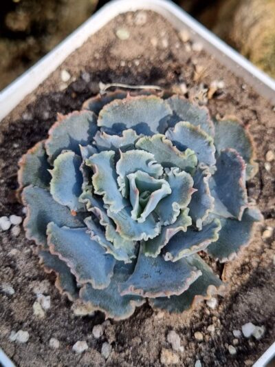 Echeveria Schaviana - Зображення 2