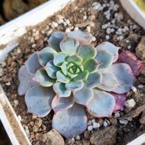Echeveria Laulensis