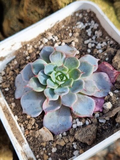 Echeveria Laulensis