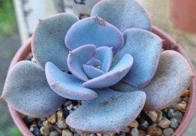 ECHEVERIA "DUSTY ROSE"