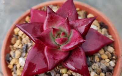 ECHEVERIA agavoides "ROMEO RUBIN" - Зображення 2