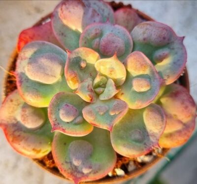 Echeveria "Raindrops" - Зображення 2