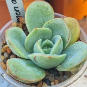 Echeveria "Lemon and Lime"