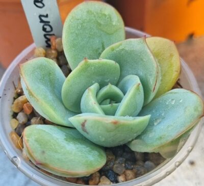Echeveria "Lemon and Lime"