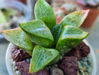 Haworthia "COMPTONIANA GREEN"