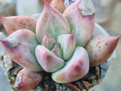 Echeveria agavoides "COLORATA RED"
