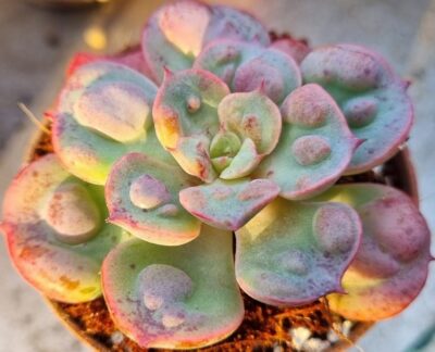 Echeveria "Raindrops"