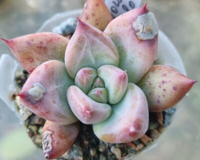 Echeveria agavoides "COLORATA RED" - Зображення 2