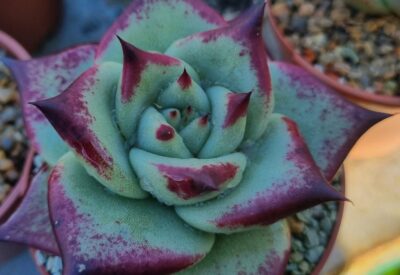 Echeveria agavoides "BOURDOX X EBONY" - Зображення 2