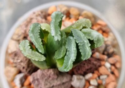 Haworthia truncata "SPIRALIS" - Зображення 2