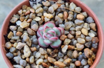 Eheveria pulidonis "AMADO" - Зображення 2
