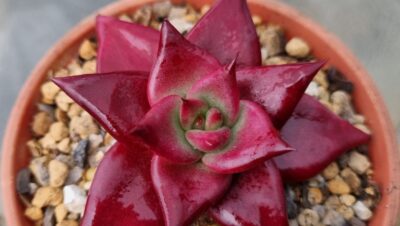 ECHEVERIA agavoides "ROMEO RUBIN"