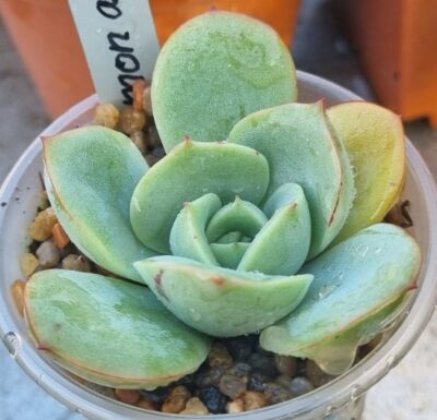Echeveria "Lemon and Lime" - Зображення 3
