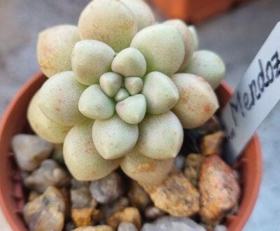 Graptopetalum "MENDOZAE"