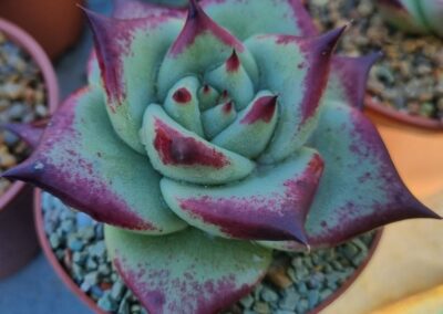 Echeveria agavoides "BOURDOX X EBONY"