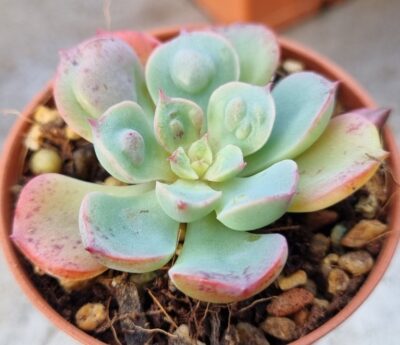Echeveria "Raindrops"