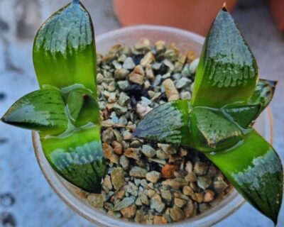 HAWORTHIA "PIGMAEA hibr. X COMPTONIANA VVG10" - Зображення 3