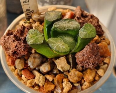 Haworthia maughanii IB4820