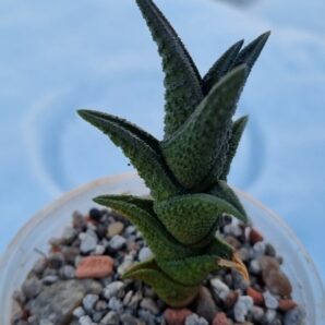 Haworthia "Nigra Willowmore"