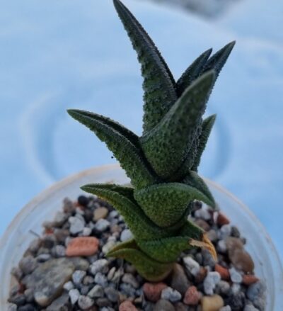 Haworthia "Nigra Willowmore"