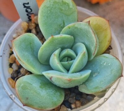 Echeveria "Lemon and Lime" - Зображення 2
