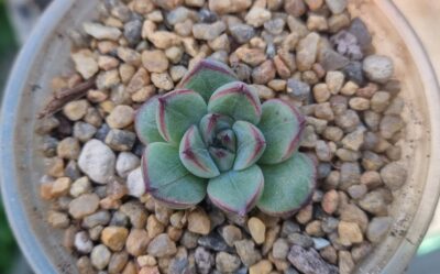 Eheveria pulidonis "AMADO" - Зображення 2