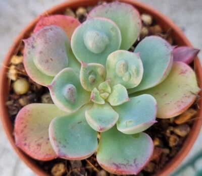 Echeveria "Raindrops" - Зображення 2