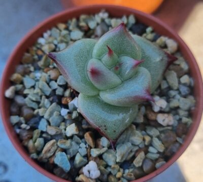Echeveria agavoides "BOURDOX X EBONY" - Зображення 3